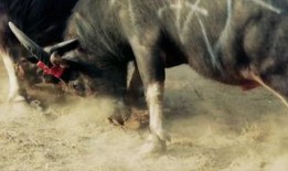 斗牛要不要在线观看,在线观看，感受激情碰撞