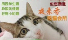 猫色在线观看全集,一场跨越时空的奇幻冒险之旅