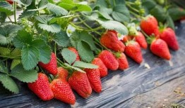 草莓农药爆料视频大全下载