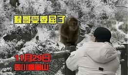 猴子的最新爆料视频,最新爆料视频曝光惊人内幕