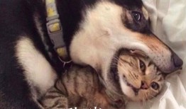 二哈爆料视频大全最新版,笑料横生，欢乐无限