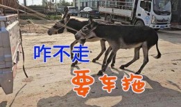 爆料二驴卖车是真的吗视频,爆料视频揭示惊人内幕