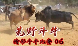 斗牛要不要在线观看,在线观看，感受激情碰撞