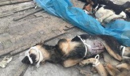 西安狗狗爆料事件最新,揭秘背后惊人真相