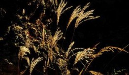 寒秋在线观看,在线重温那段激情燃烧的岁月