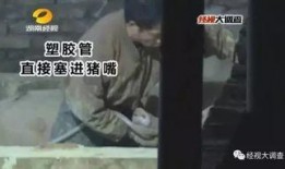 猪灌泥浆爆料视频教程,轻松掌握灌浆技巧