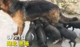 小猪爆料视频,娱乐圈幕后真相大曝光