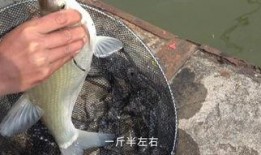 鱼在线观看,揭秘海洋生物的奇幻世界