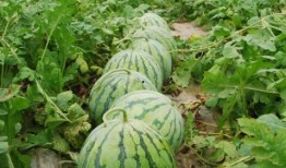 浏阳网红大瓜爆料视频曝光,视频曝光惊人内幕，揭秘娱乐圈背后真相