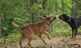 军犬麦克斯2在线观看,忠诚守护，再战风云