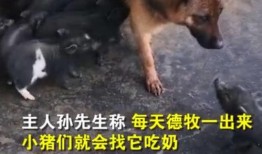 小猪爆料视频,娱乐圈幕后真相大曝光