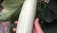 唐县网红的吃瓜,揭秘幕后故事与热门话题