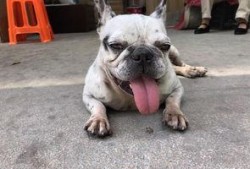 斗牛要不要在线观看,在线观看，感受激情碰撞