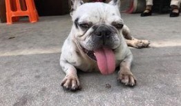 斗牛要不要在线观看,在线观看，感受激情碰撞