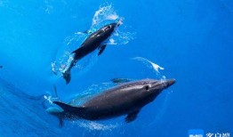 新闻爆料海鱼事件视频播放,揭秘海洋生物生存危机