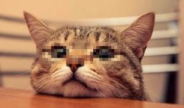 猫色在线观看全集,一场跨越时空的奇幻冒险之旅