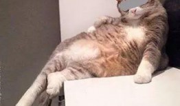 猫色在线观看全集,一场跨越时空的奇幻冒险之旅