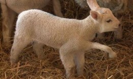 小羊最新爆料视频大全集,揭秘幕后真相，带你走进事件核心